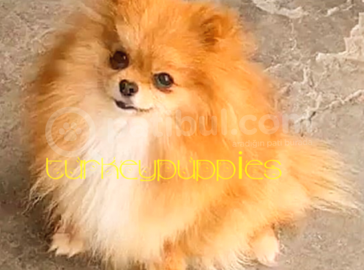 Pomeranian Boo görsel