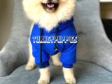 Pomeranian Boo