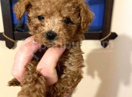 İstanbul Minik Mikro Prens Poodle görsel