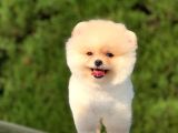 Safkan Pomeranian Yavrularımız