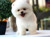 Orjinal Teddy Face Pomeranian Yavrularımız