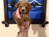 İstanbul Minik Mikro Prens Poodle