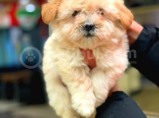 2 Aylik Erkek Malti̇poo görsel