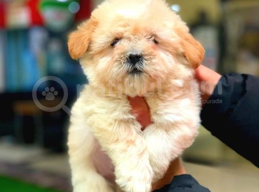 2 Aylik Erkek Malti̇poo görsel