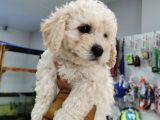 Bursa Maltipoo Küçük Kızım