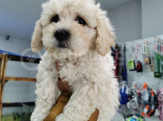 Bursa Maltipoo Küçük Kızım görsel