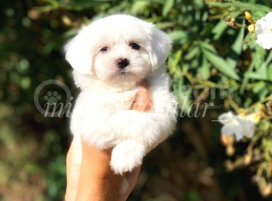 Safkan 0 Numara Maltese Terrier Yavrularımız