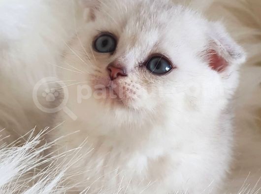İstanbul Sevimli Scottish Fold Yavrularımız görsel