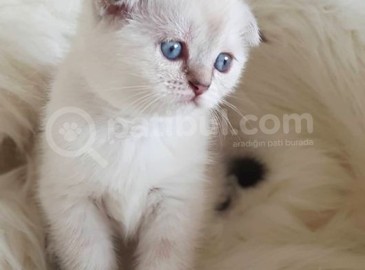 Veteriner Teknikerinden Irk Ve Sağlık Garantili Scottish Fold görsel