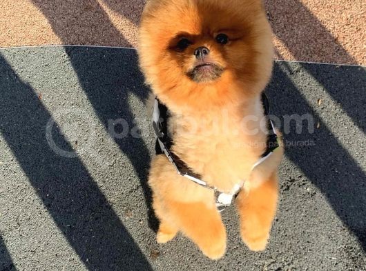 11 Aylik Erkek Pomerani̇an Boo görsel