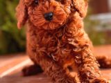 Red Brown Toy Poodle Yavrular