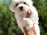 Terrier Maltesse