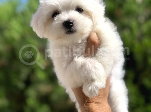 Terrier Maltesse