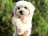 Terrier Maltesse