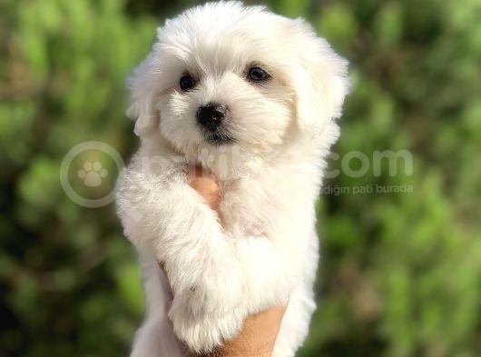 Terrier Maltesse görsel