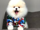 Irk ve Sağlık Garantili Pomeranian Yavrularımız
