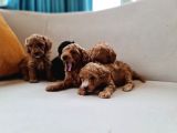 Anne Alti Toy Poodle Bebekler