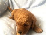 Anne Alti Toy Poodle