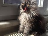 Libya Pasaport A Kalite Maine Coon Erkek Avcilar