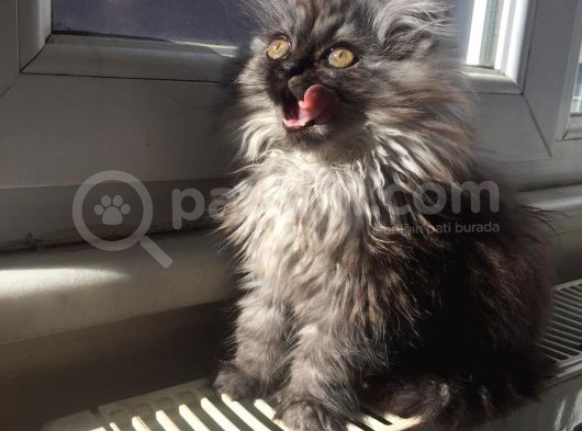 Libya Pasaport A Kalite Maine Coon Erkek Avcilar görsel