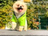 10 Aylik Erkek Pomerani̇an Oğlumuz