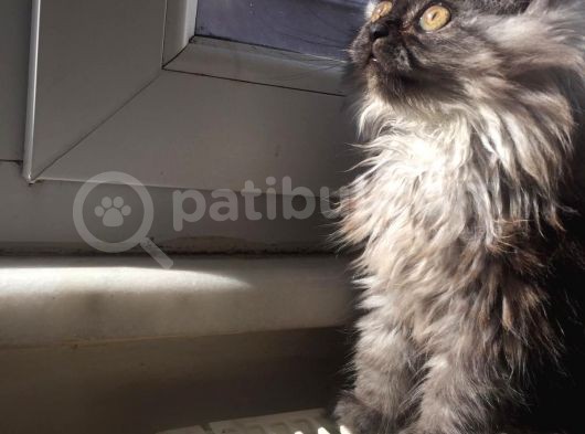 Libya Pasaport A Kalite Maine Coon Erkek Avcilar