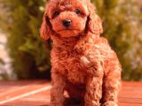 Mi̇ni̇ Toy Poodle Yavrular