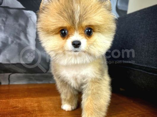 Safkan Pomeranian Boo Best Model Yarışma Duzeyinde