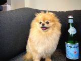 Yetişkin Tcup Miniboy Safkan Pomeranian Best Model Kızımız Limon Max 2Kg
