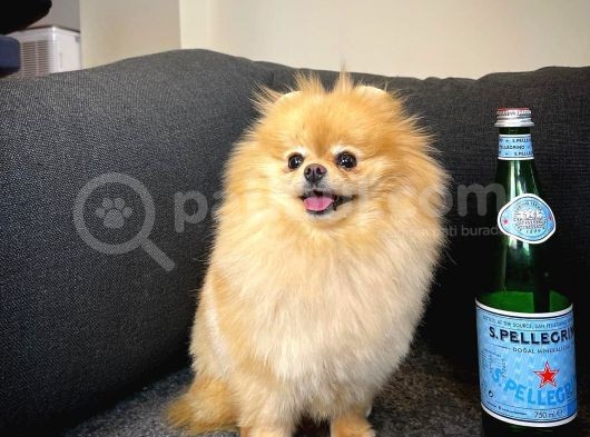 Yetişkin Tcup Miniboy Safkan Pomeranian Best Model Kızımız Limon Max 2Kg görsel