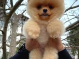 Safkan Pomeranian Boo Teddybear Teddyface Ayı Surat A Plus Yarışma Duzeyinde