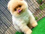 Safkan Pomeranian Boo Teddybear Teddyface Ayı Surat A Plus Yarışma Duzeyinde