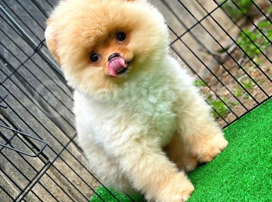 Safkan Pomeranian Boo Teddybear Teddyface Ayı Surat A Plus Yarışma Duzeyinde görsel