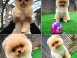 Safkan Pomeranian Boo Teddybear Teddyface Ayı Surat A Plus Yarışma Duzeyinde