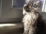 Libya Pasaport A Kalite Maine Coon Erkek Avcilar