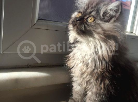 Libya Pasaport A Kalite Maine Coon Erkek Avcilar görsel
