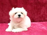 Safkan 0 Numara Maltese Terrier