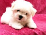 Safkan 0 Numara Maltese Terrier