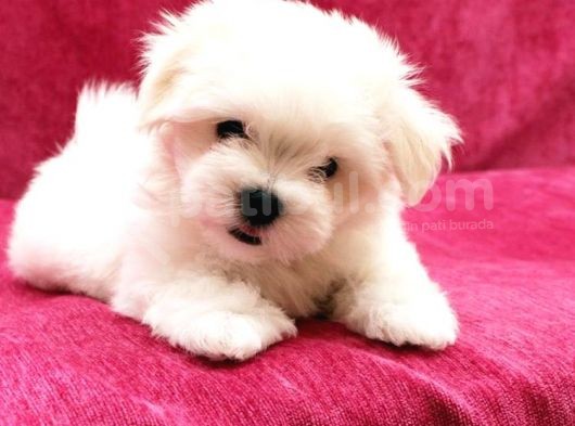 Safkan 0 Numara Maltese Terrier görsel