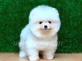 Orjinal Pomeranian Yavrularımız