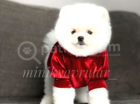 Irk Ve Sağlık Garantili Pomeranian Yavrularımız