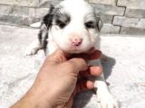 Rezerveye Uygun Border Collie 