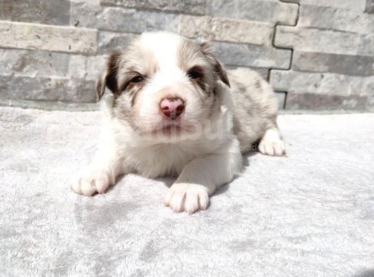 Rezerveye Uygun Border Collie  görsel
