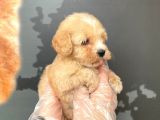 Satilik Mükemmel Kali̇te Malti̇poo Bebekleri̇mi̇z
