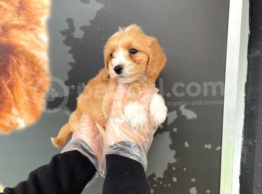 Satilik Muhteşem Renk Malti̇poo Yavrulari görsel