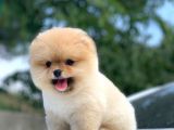 Orjinal Pomeranian Boo Yavrularımız