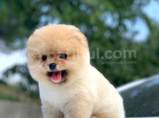 Orjinal Pomeranian Boo Yavrularımız