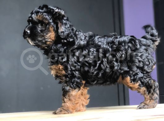 Poodle Yavrularımız Gelmiştir görsel