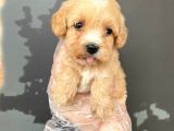 Satilik Mükemmel Kali̇te Malti̇poo Bebekleri̇mi̇z