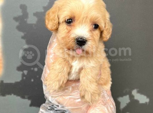 Satilik Mükemmel Kali̇te Malti̇poo Bebekleri̇mi̇z görsel